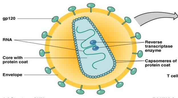 4. Enveloped, RNA virus Human Immunodeficiency Virus b.