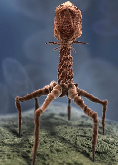 is a bacteriophage