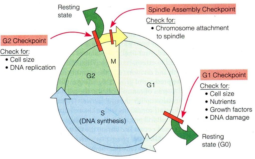 Cell Cycle Control Genes The cell cycle has checkpointswhere the cell