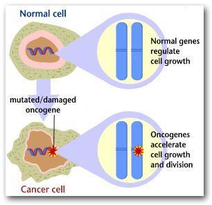 Cell Cycle Control Genes Oncogenes- speed up cell division. They are like the accelerator in a car.