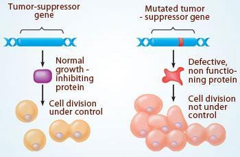 Cell Cycle Control Genes Tumor Suppressor Genes- slow down cell division.