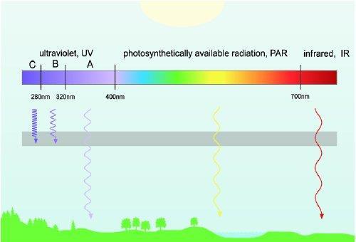The ozone absorbs some, but not all of the types of UV radiation: UVA: Not absorbed by the ozone layer.