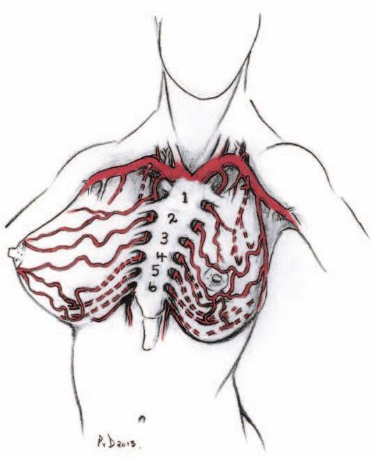 a. Internal mammary artery perforators (60%) b. Lateral thoracic artery (30%) c. Thoracoacromial artery: pectoral branches supply pectoralis major muscle and overlying breast tissue d.