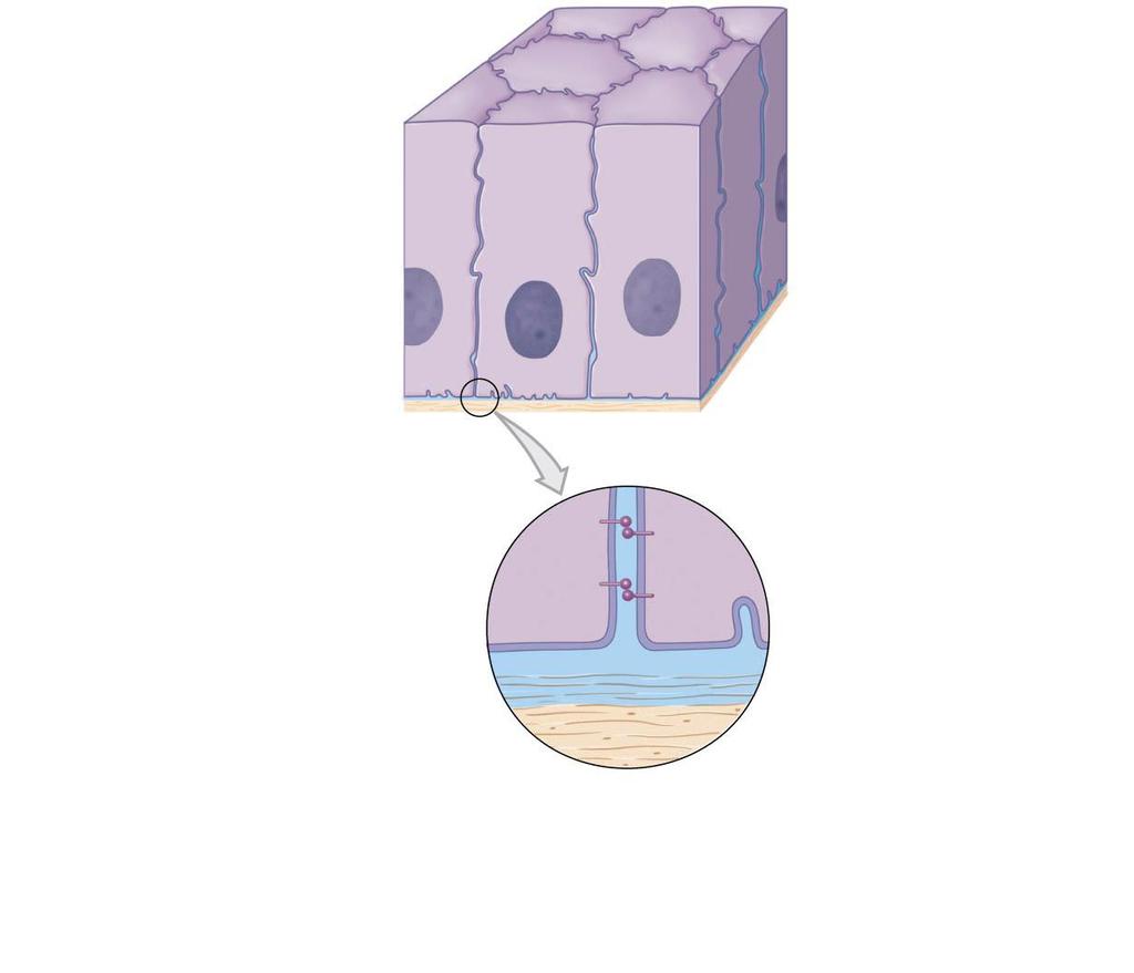 Figure 3.3ab Epithelia and Basal Laminae. a Epithelial cells are usually packed together and interconnected by intercellular attachments. (See Figure 2.