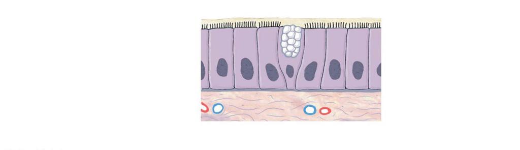Figure 3.20a Membranes. a Mucous membranes are coated with the secretions of mucous glands.