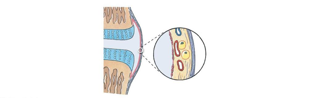 Figure 3.20d Membranes. d Synovial membranes line joint cavities and produce the fluid within the joint.