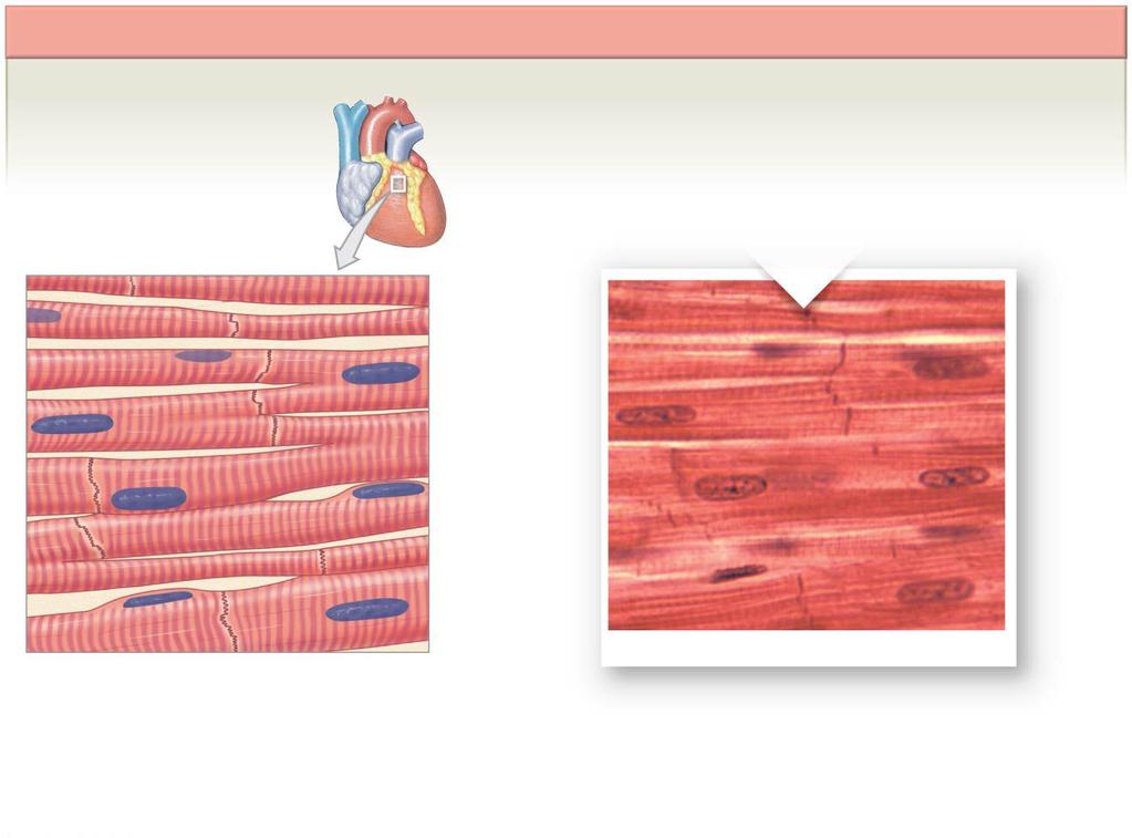 Figure 3.22b Histology of Muscle Tissue Cardiac Muscle Tissue Cells are short, branched, and striated, usually with a single nucleus; cells are interconnected by intercalated discs.