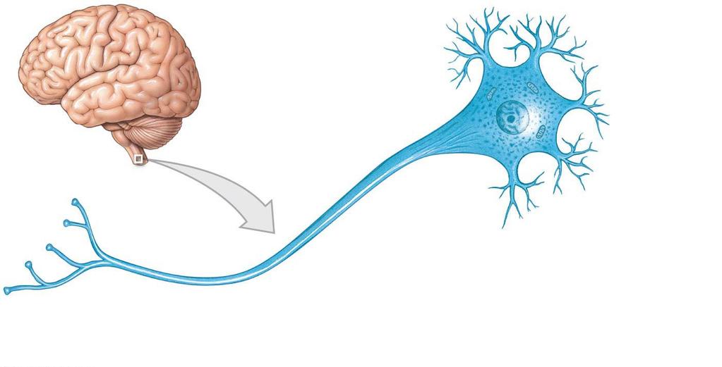 Figure 3.23a Histology of Neural Tissue.