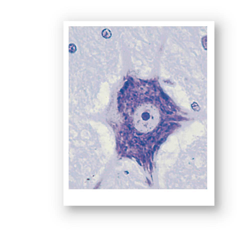 Figure 3.23b Histology of Neural Tissue.