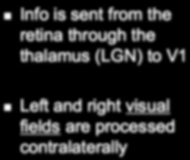 V1 Optic nerve Optic chiasm Left and right visual fields are processed