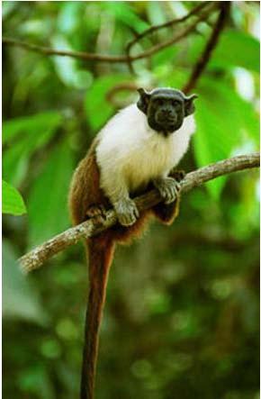 Ethogram for a tamarin at
