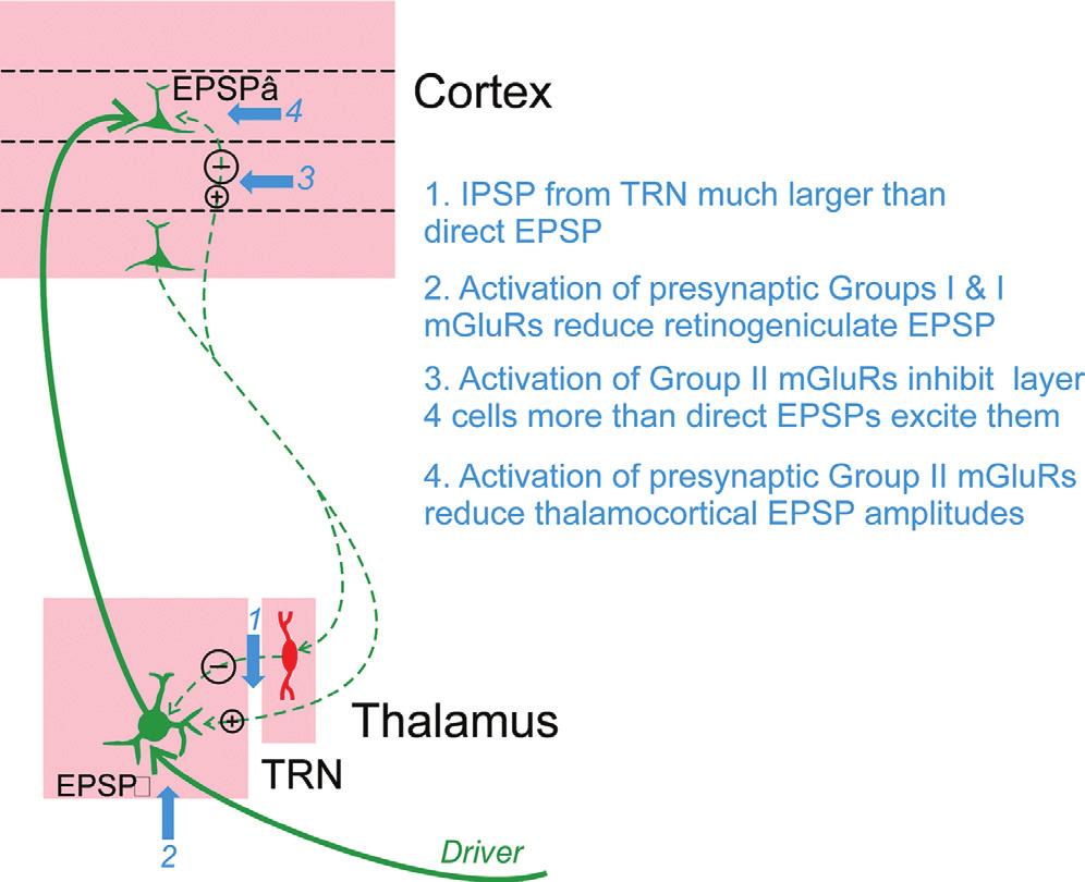Thalamocortical Interactions Comprehensive Physiology Figure 9 Schematic summary of synaptic effects of layer 6 corticothalamic cells on thalamocortical transmission.