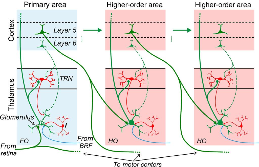 Comprehensive Physiology Thalamocortical Interactions Figure 10 Schematic diagrams showing organizational features of first and higher order thalamic nuclei.
