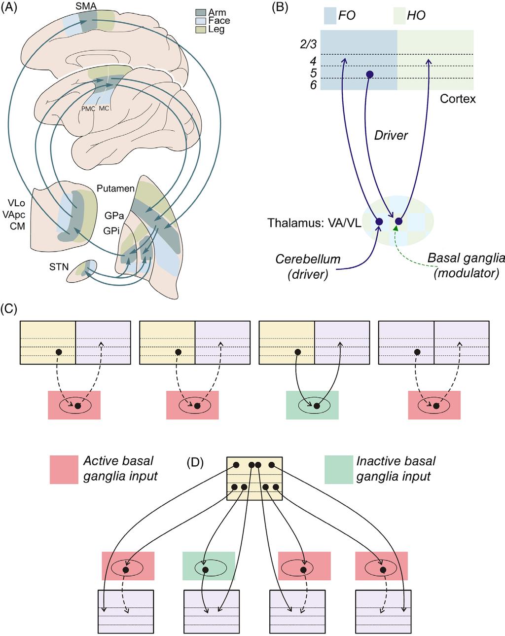 Thalamocortical Interactions Comprehensive Physiology Figure 12 Two views of the relationship between the basal ganglia and cortex. (A) Textbook view.