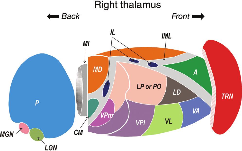 Thalamocortical Interactions Comprehensive Physiology Figure 1 Schematic three-dimensional view of right thalamus with many of its major nuclei.