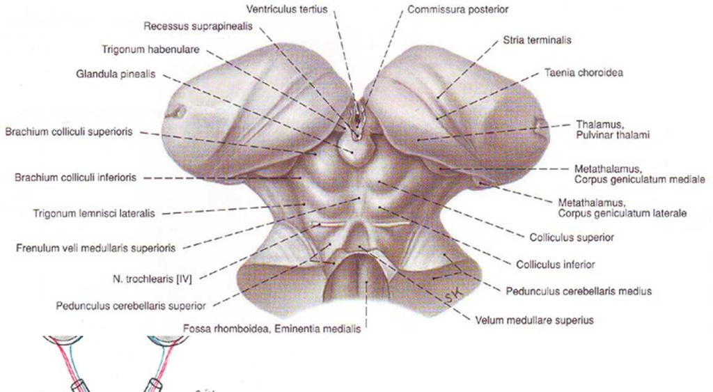 Midbrain Tectum, quadrigeminal plate superior colliculi (Latin,
