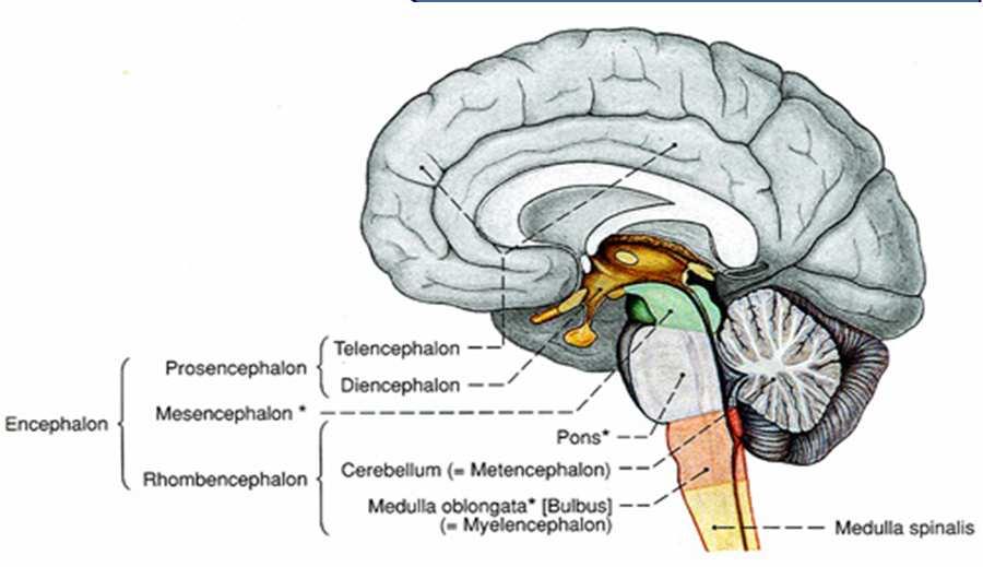 Midbrain Midbrain general features location between forebrain and hindbrain the smallest region of the brainstem 6-7g the shortest brainstem segment ~ 2 cm long least differentiated brainstem