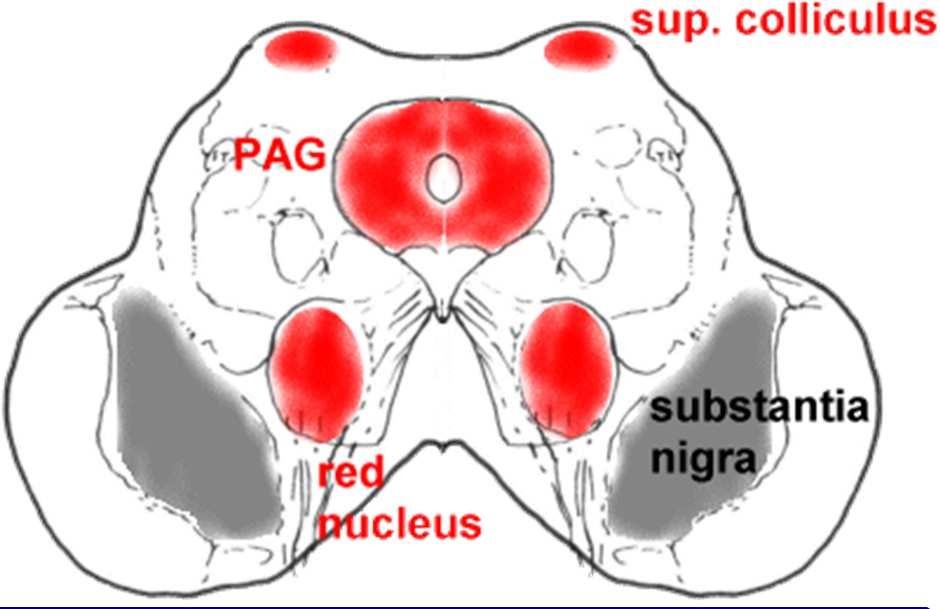 & IV midbrain reticular formation red nucleus, nucleus ruber: parvocellular part rostral third magnocellular part caudal