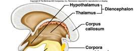 diencephalon connects to centers of hypothalamus,