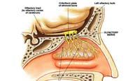 Cranial Nerves I and II Olfactory (I) sensory fibers transmit impulses associated with smell Optic (II)