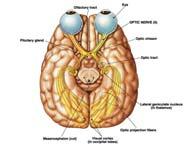 Hall, 2001 37 Cranial Nerves III, IV, and VI Oculomotor (III) primarily motor motor impulses to muscles that