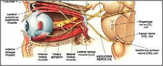 to the lateral rectus (LR) muscles that move the eyes Trochlear (IV) primarily motor motor impulses to the