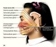 glands Major MOTOR nerve of face Figures from: Saladin, Anatomy &