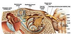 Vestibulocochlear (VIII) sensory sensory from equilibrium receptors of ear