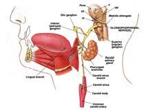 sensory from pharynx, tonsils, tongue, and carotid arteries motor to