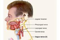 Physiology, Prentice Hall, 2001 41 Cranial Nerve X Vagus (X) both sensory