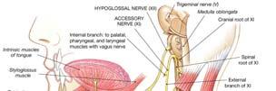 Cranial Nerves XI and XII Accessory (XI) primarily motor motor to muscles of soft palate, pharynx, larynx, neck, and back Hypoglossal (XII) primarily motor motor to muscles of the