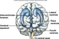 Brain interconnected cavities within cerebral hemispheres