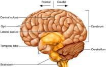 the temporal lobes Figures from: Saladin, Anatomy & Physiology, McGraw Hill, 2007 8 Functions of Cerebrum interpretation initiating voluntary movements