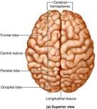 (frontal cortex) - Sensory (parietal, occipital, and temporal cortex) - Association (all lobes) Points to keep in mind: - Each cerebral hemisphere