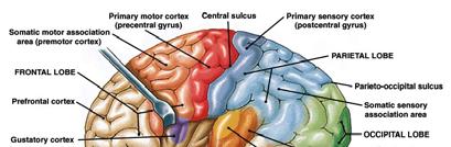 Overview of Cerebral Cortex Figure from: Martini, Anatomy &