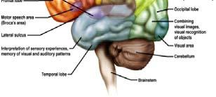 skin Visual Area occipital lobe interprets