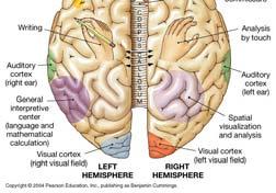 memory, reasoning, verbalization, judgment, emotions 18 Hemispheric