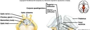 reflexes Figure from: Saladin, Anatomy & Physiology, McGraw Hill, 2007 28 Pons rounded bulge on underside of brainstem between medulla oblongata and midbrain helps regulate rate and depth of