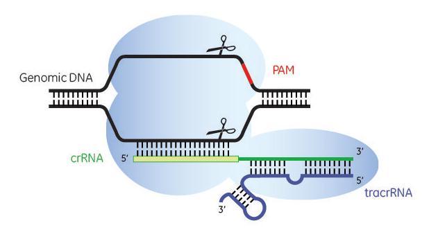 CRISPR/CAS9 SYSTEM Bacterial Adaptive Immunity RNA-guided DNA Endonuclease Some in vivo applications: - Gene silencing - Homology-directed repair