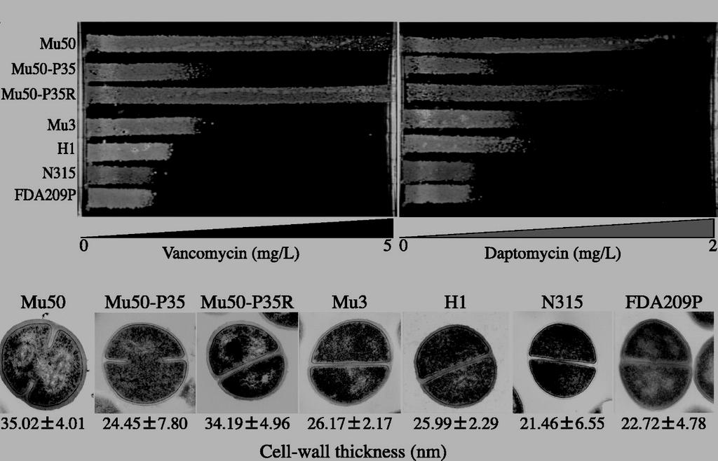 Correlation between reduced daptomycin susceptibility and vancomycin resistance in GISA/VISA Cui,