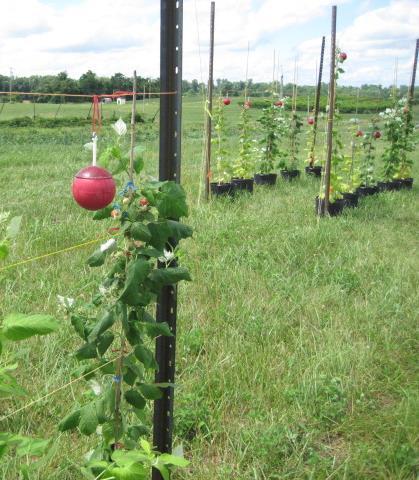 Experimentl Set-Up Potted rspberries with ripe fruit plced in field. Four experimentl tretments evluted for SWD mngement.