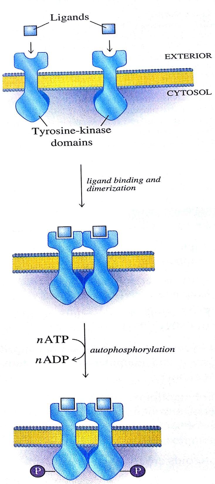 D. Receptor Tyrosine kinases :Receptor tyrosine kinase exists of monomer free flooding in the cell membrane each receptor has an
