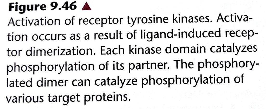 Ligands bind to receptor on extracellular domain induce receptor dimerization and become activated. 2.