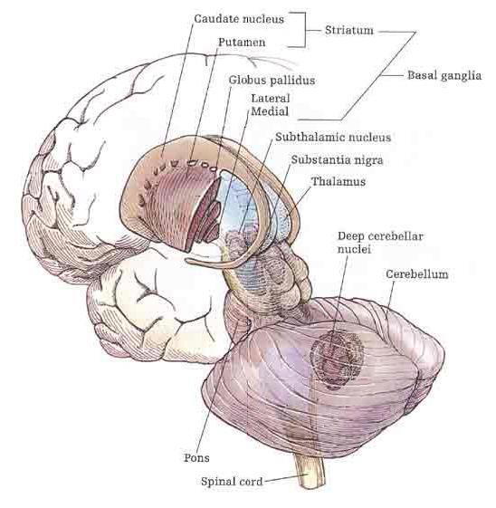 Gross atrophy of: Cortex Basal ganglia Brainstem