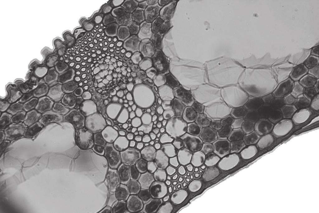 0 The photomicrograph shows a transverse section of a leaf. Which cell has the least negative water potential?