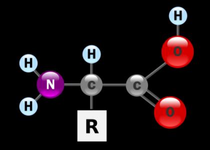 Proteins - Amino Acids Amino acids are made up of 3 groups 1. Amino group (-NH 2 ) 2.