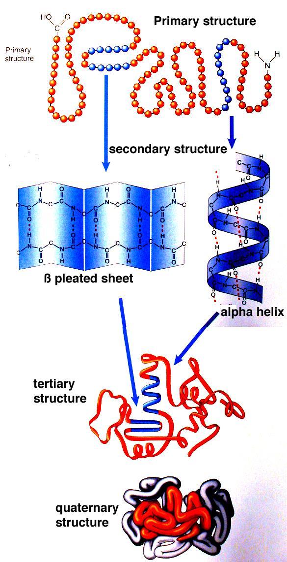 Protein Structure Proteins are made up of 4 different structures 1.