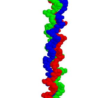Fibrous Proteins 1 o structure is an unbranched polypeptide chain 2 o structure is very tightly wound 3 o structure