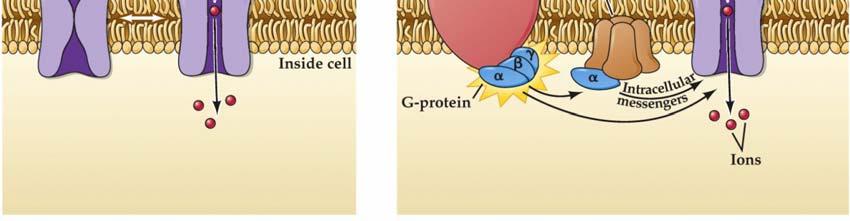 16) In some synapses, a neurotransmitter binds to a receptor that is metabotropic (G-protein coupled receptors).