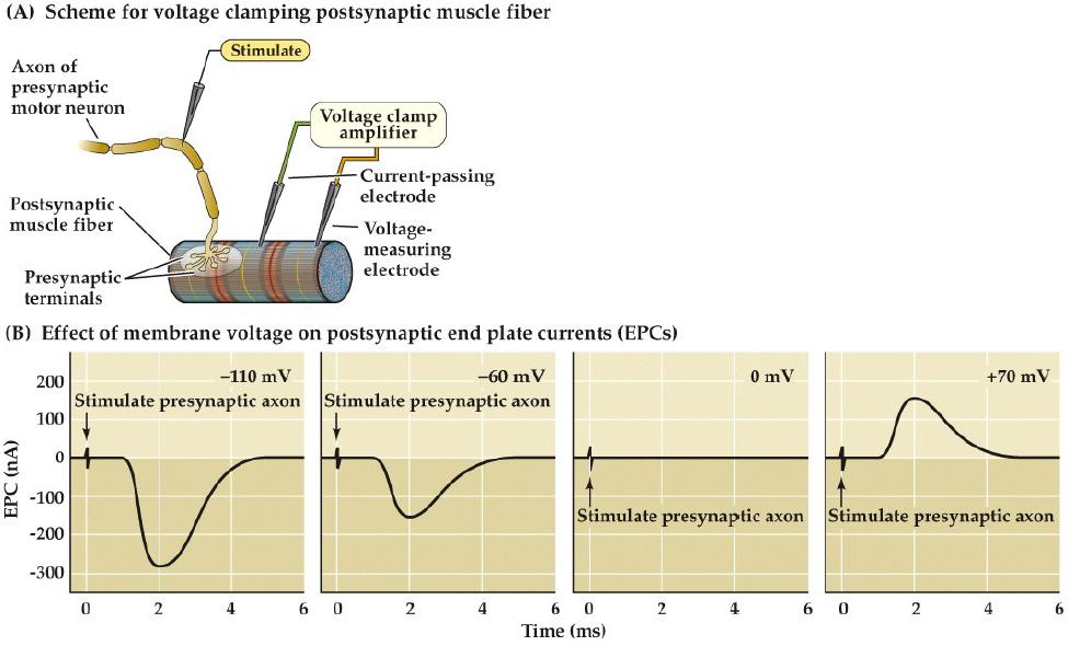 The Influence of PSP on End Plate Currents (Fig. 5.
